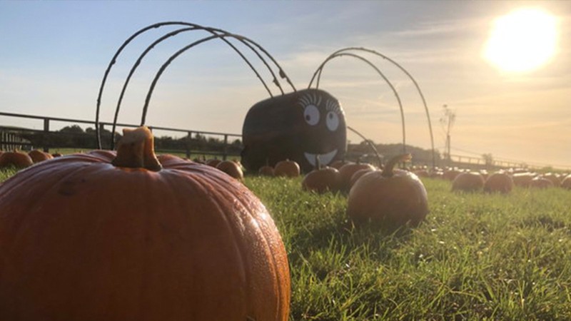 Bowthorpe Farm Pumpkin Picking Event