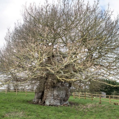 Bowthorpe Oak (Manthorpe)