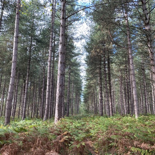 Bourne Woods